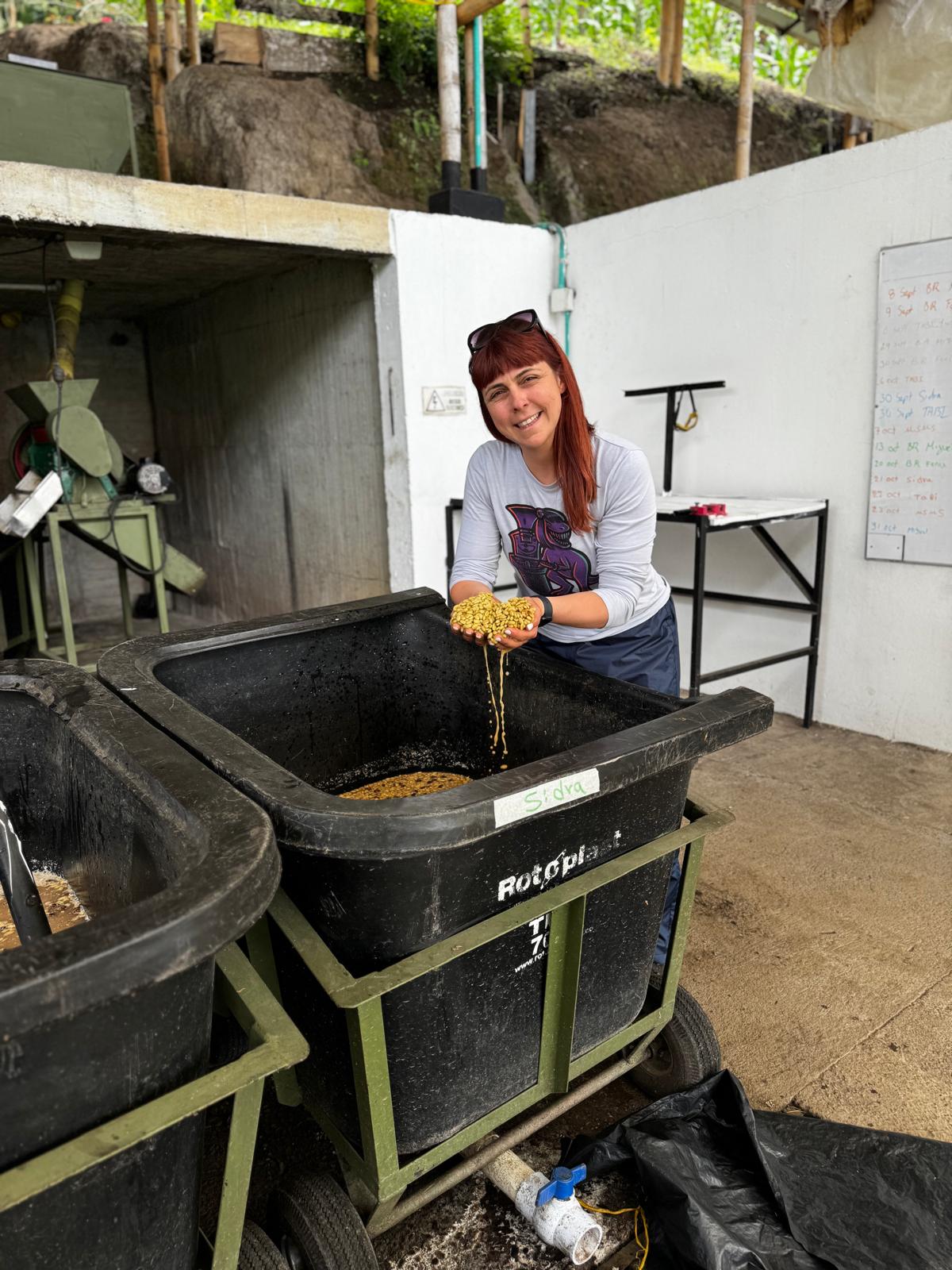 Coffee being lifted from a fermentation tank labelled Sidra at El Fénix