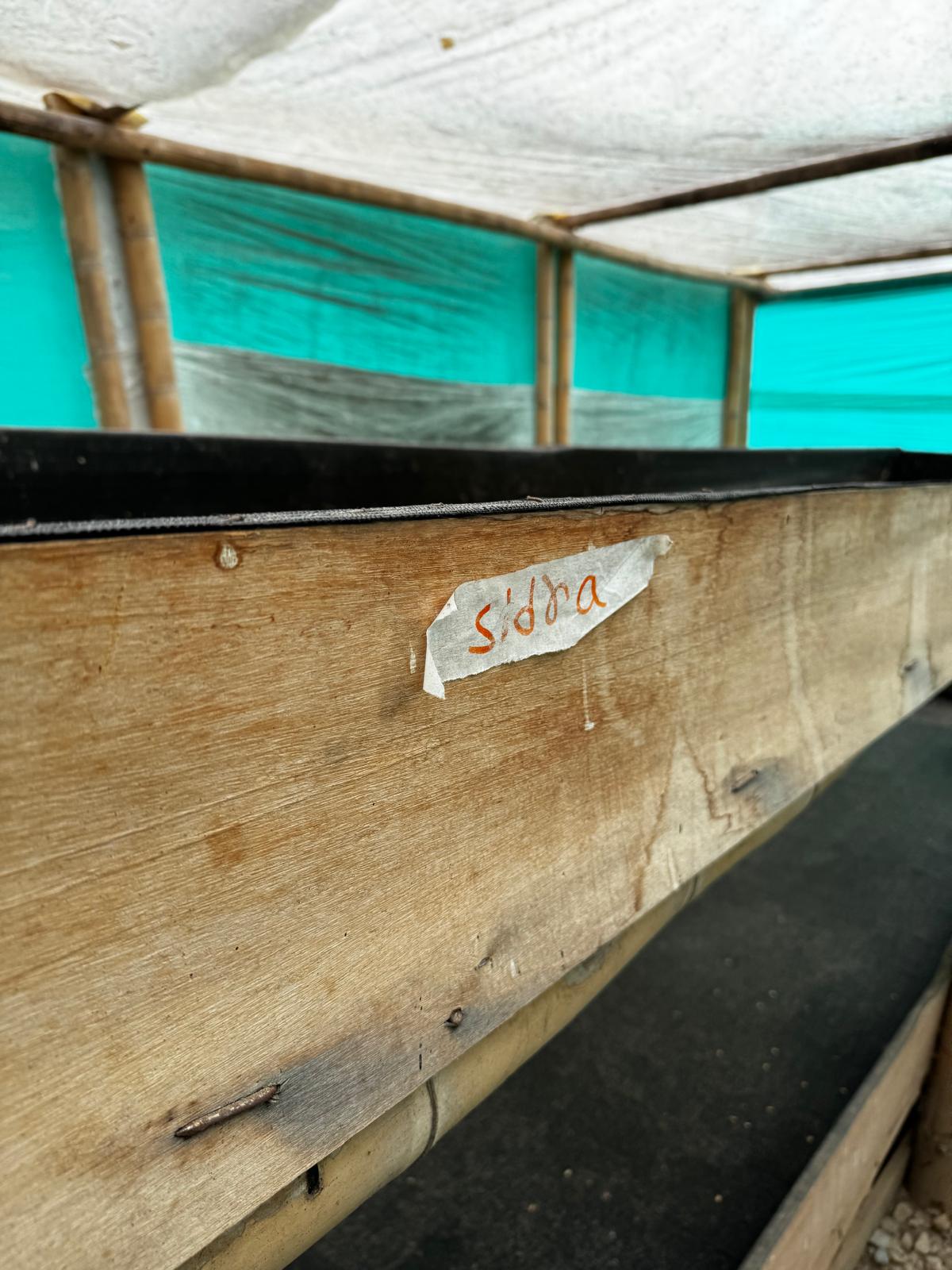 A coffee drying bed labelled Sidra at El Fénix
